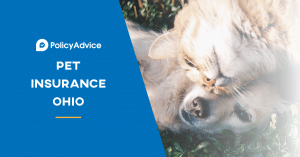 Pet Insurance Ohio: Top Insurance Providers