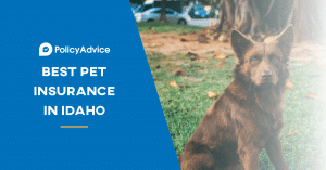 Best Pet Insurance Idaho