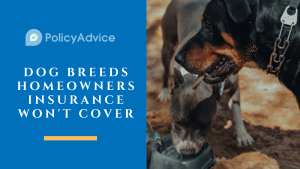 Dog Breeds Homeowners Insurance Won't Cover